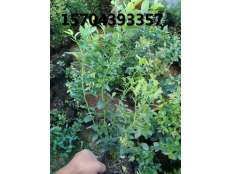 藍莓苗單株展示