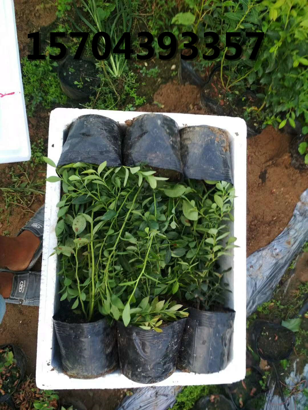 藍莓苗發(fā)貨