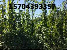 軟棗子苗纖藤狀