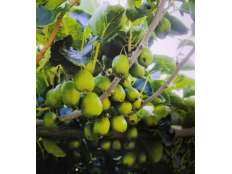 圓棗子果實(shí)即將成熟