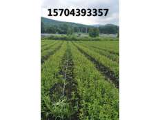 藍靛果苗育苗區