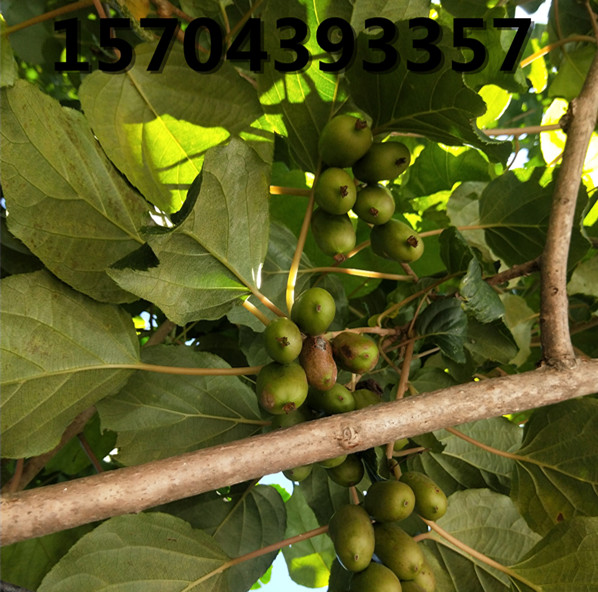 軟棗獼猴桃苗結果展示