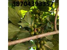 軟棗獼猴桃苗結果展示