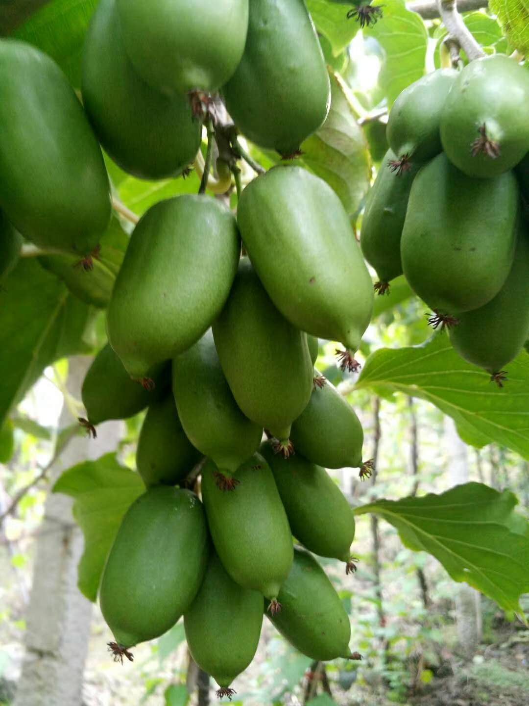 軟棗子果實(shí)