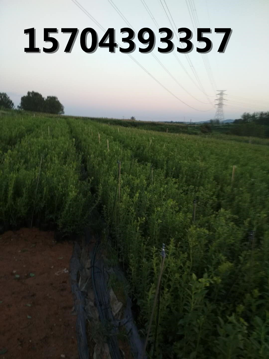 藍莓苗育苗區展示