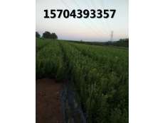 藍莓苗育苗區展示