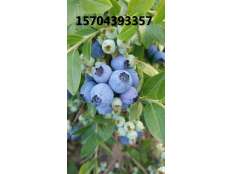 藍莓大果果實(shí)成熟期