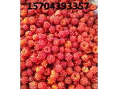 豐滿(mǎn)紅豐產(chǎn)