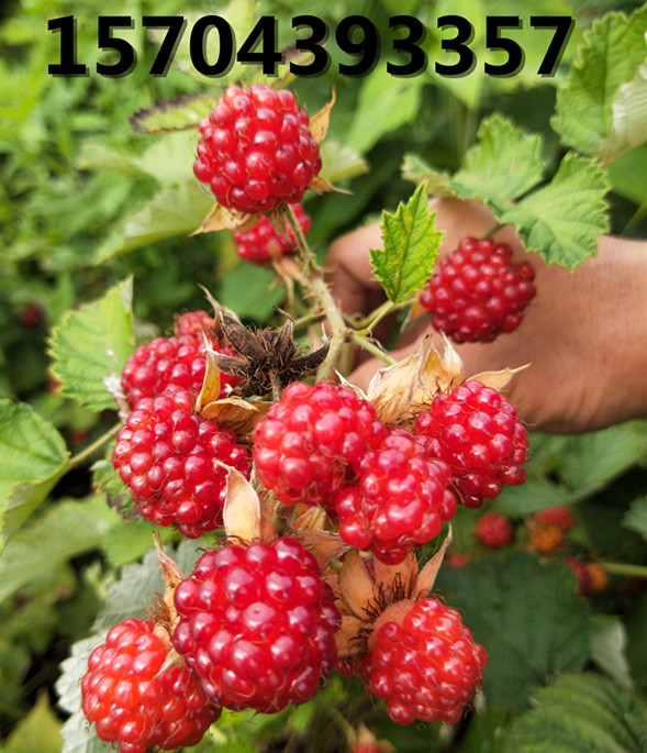 紅樹(shù)莓品種豐滿(mǎn)紅