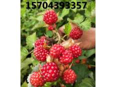 紅樹(shù)莓品種豐滿(mǎn)紅