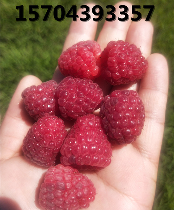 雙季紅樹(shù)莓大果型秋萍