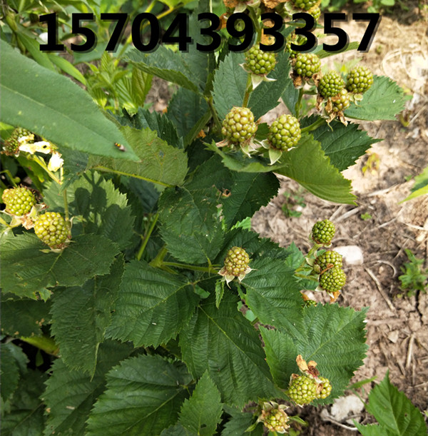 無(wú)刺黑莓三冠王即將成熟