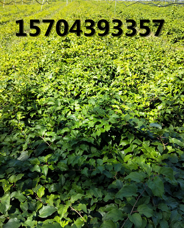 無(wú)刺黑莓育苗區