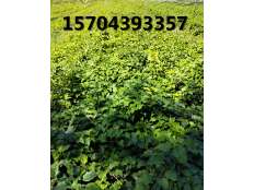 無(wú)刺黑莓育苗區